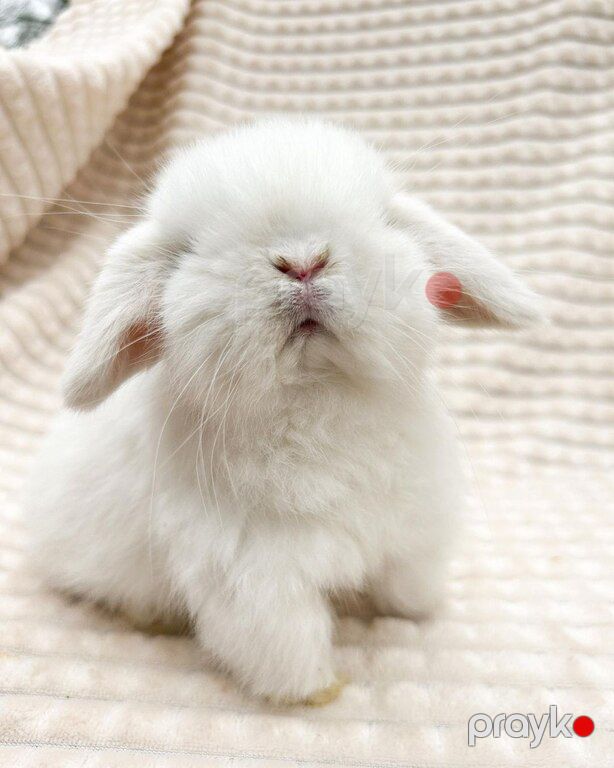 Mini lop dovşan — Dovşanlar, Xırdalan (11)