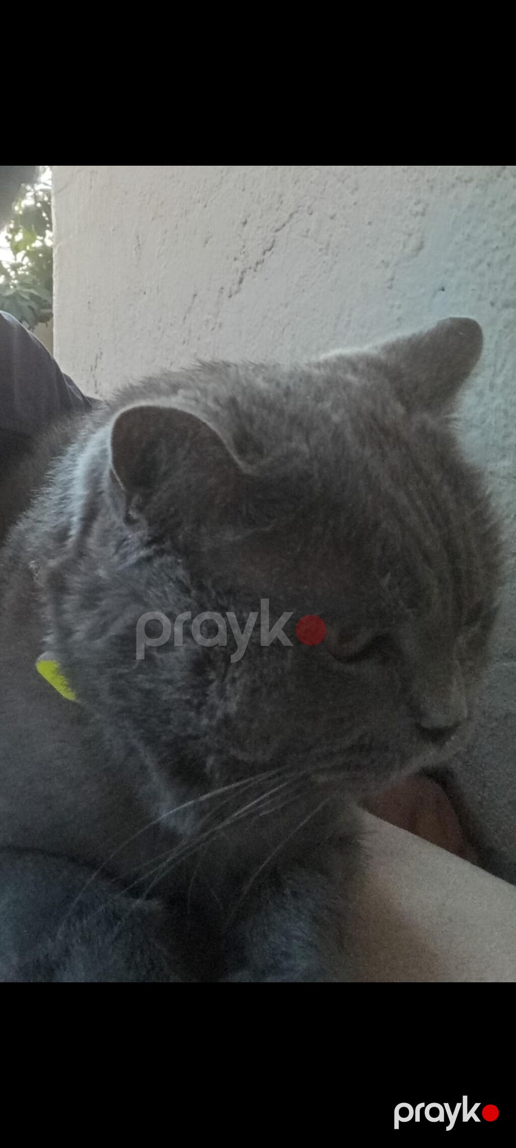 Şotland, Erkək — Pişiklər, Bakı (2)