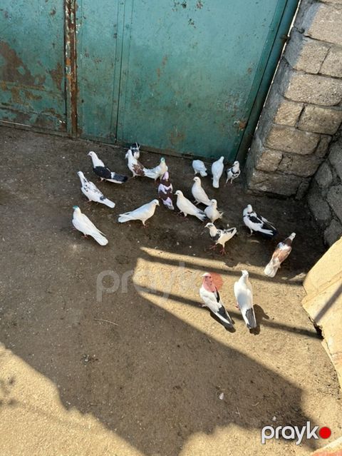 Salam 19 qusdu hamsi saglam qusdardi — Bakı
