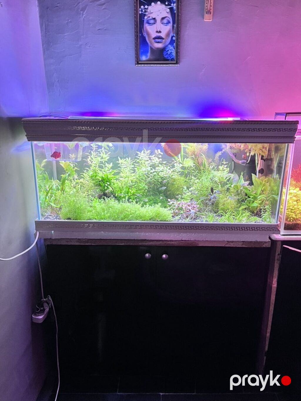 Dördbucaq akvarium, Balıqlarla birlikdə, 211 l, Ödənişli çatdırılma — Akvariumlar və balıqlar, Digah (5)