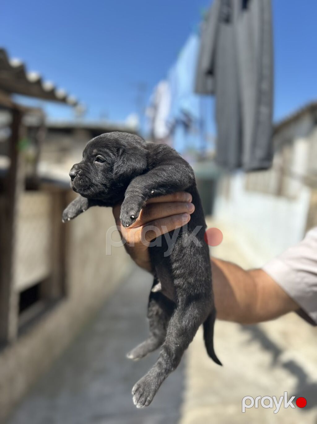 Kane-Korso, 1 ay, Erkək, Peyvəndli — Köpəklər, Bakı (2)