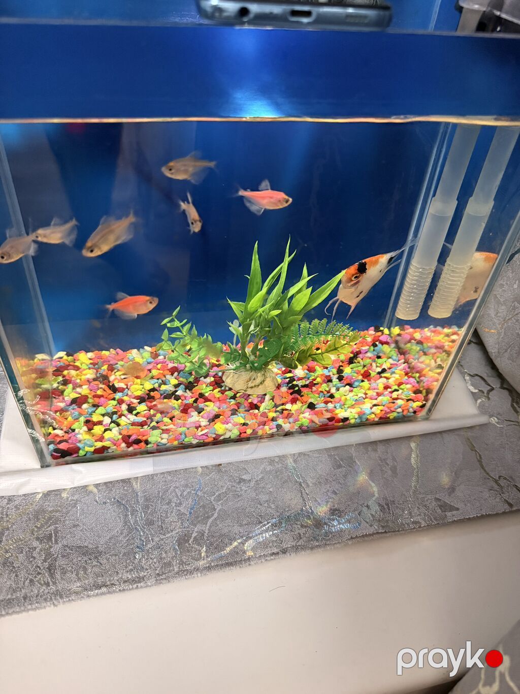 Dördbucaq akvarium, Balıqlarla birlikdə, 10 l, Ünvandan götürmə — Akvariumlar və balıqlar, Bakı