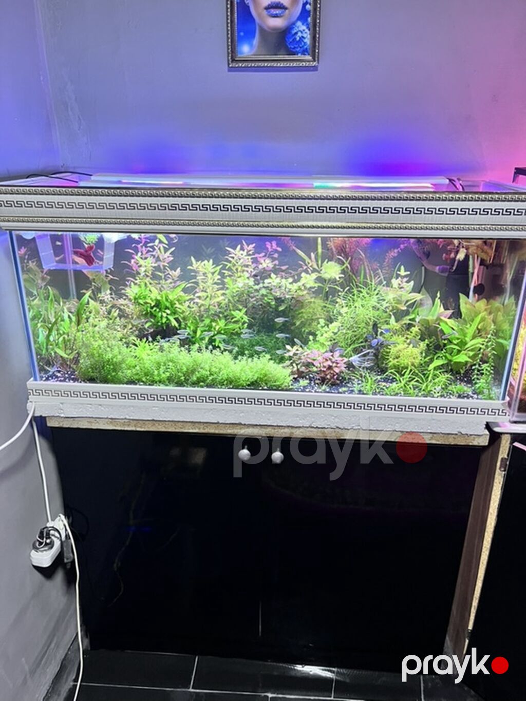 Dördbucaq akvarium, Balıqlarla birlikdə, 211 l, Ödənişli çatdırılma — Akvariumlar və balıqlar, Digah (2)