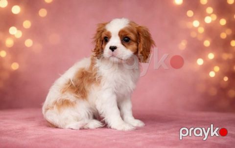 King charles spaniel — Bakı