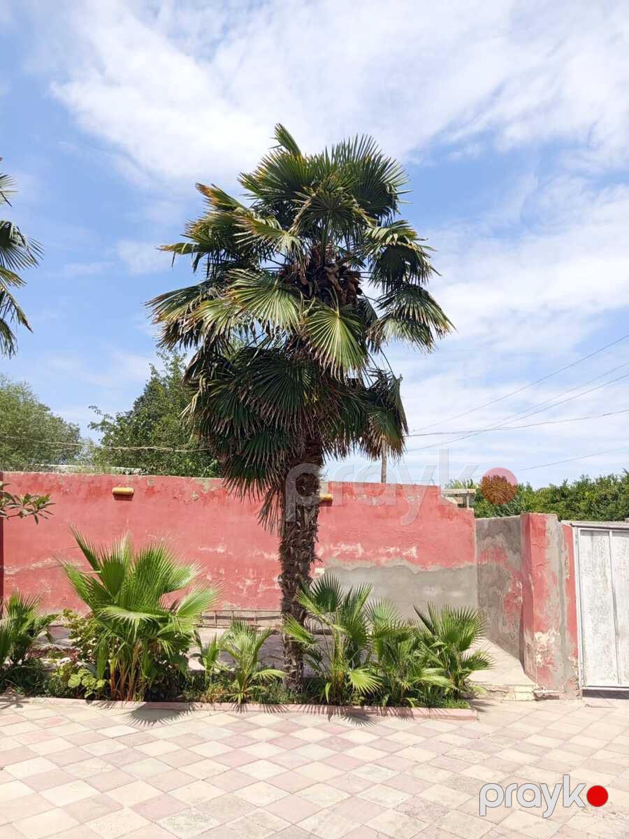 Vaşinqton palma — Bitkilər, Salyan (8)