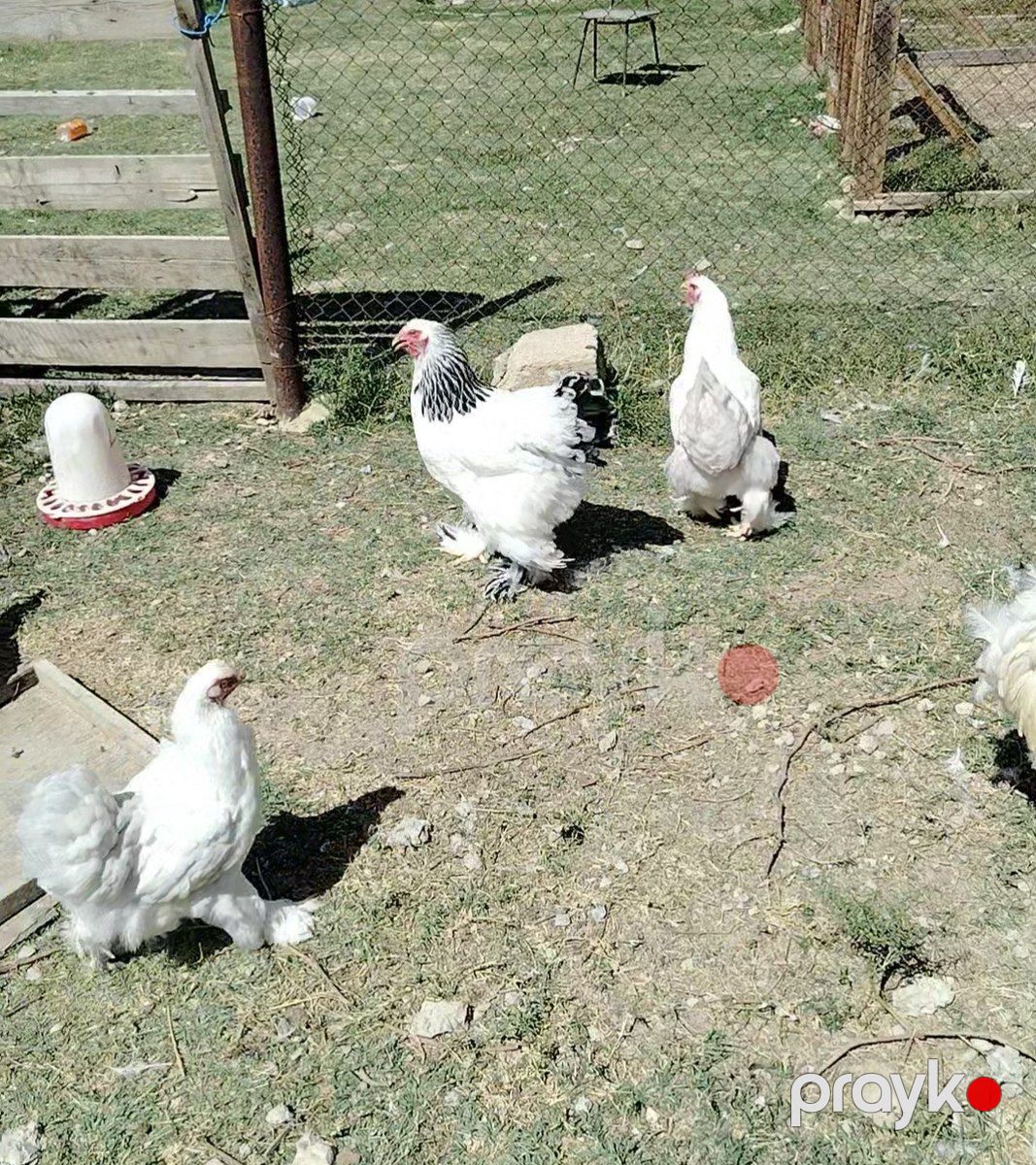Brama — Quşlar, Hacıqabul (6)