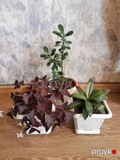 Nəzər bitkisi + kəpənək bitkisi + tradescantia. Hər otağa uyğundur — Masazır