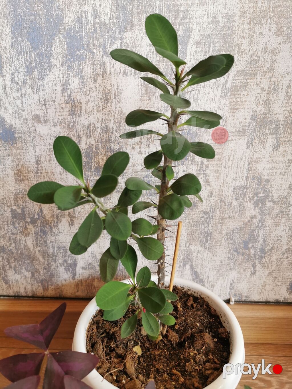 Nəzər bitkisi + kəpənək bitkisi + tradescantia. Hər otağa uyğundur — Qapı bitkələri, Masazır (3)