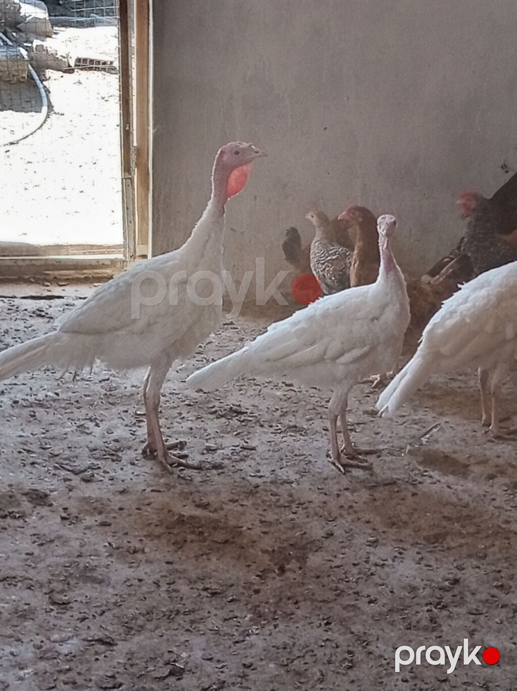 Ağ hindtoyuqlar – 3 baş - Cins: ağ (yüngül tip), uzun ayaqlı, sürətlə — Digərləri, Digah (2)