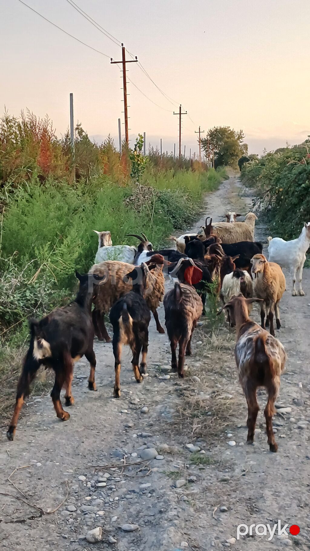 Dişi, il: 2, Damazlıq, Ünvandan götürmə — Kənd təsərrüfatı heyvanları, Quba (8)