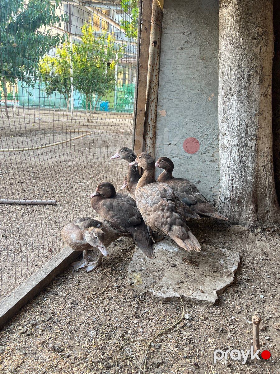 Krasnadar lal ördəkləri — Quşlar, Bakı (2)