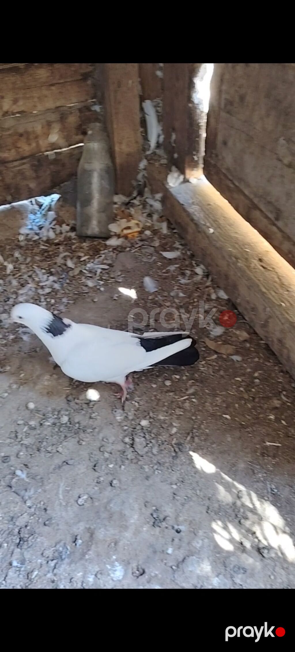Pecat boynu gullu abrez cilpaq ayaq maya Unvan Qala Merdekan teref — Göyərçin, Digah (5)