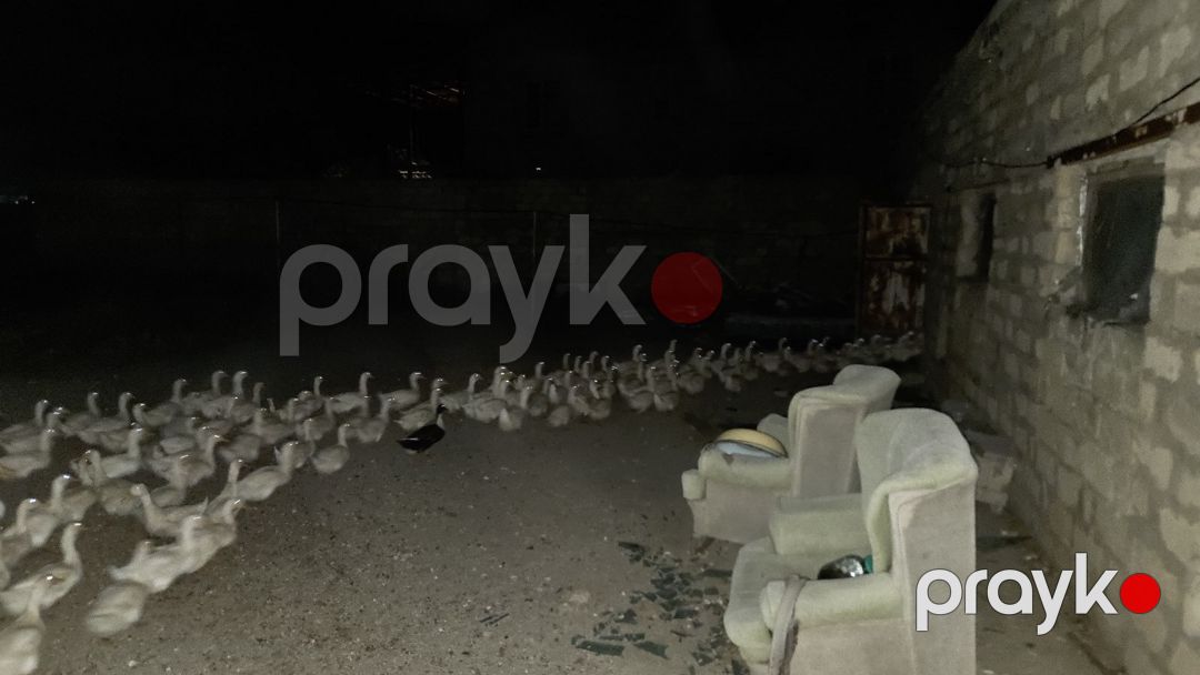 Ördək — Quşlar, Sumqayıt (2)