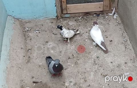 2 erkey 1 maya qiymət birinə aitdir ünvan Biləcəri — Bakı