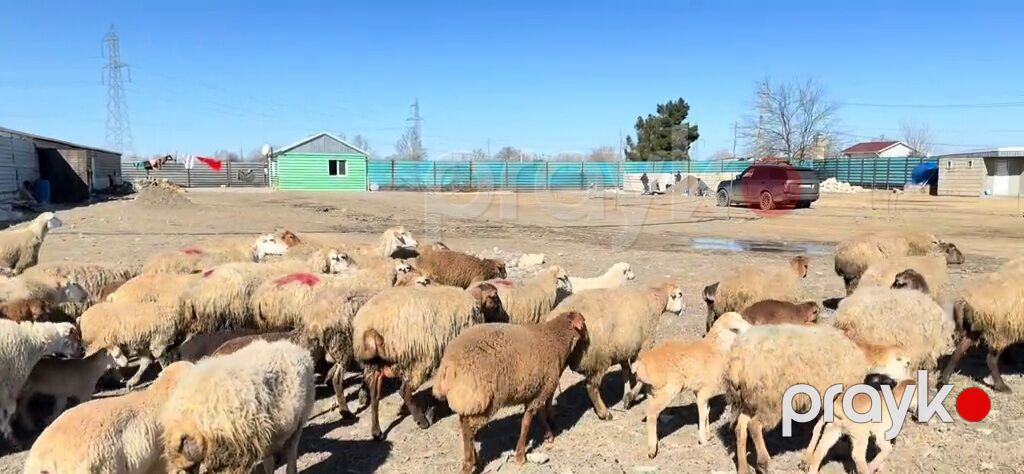 Erkək, il: 1, Damazlıq, Pulsuz çatdırılma — Kənd təsərrüfatı heyvanları, Yevlax (9)