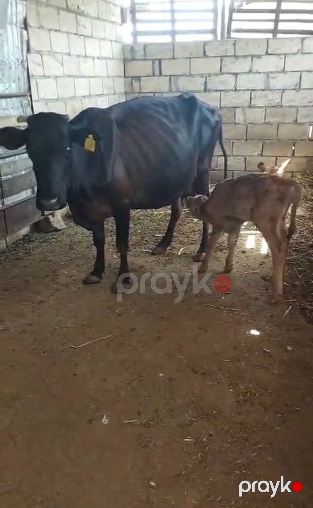 Salam, balalı inək satılır, bala suni mayalanmadan olub, 05.09.2026-da — Kənd təsərrüfatı heyvanları, İmişli (3)