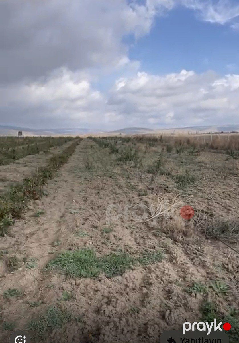 100 sot torpaq sahəsi, Şamaxı r — Torpaq, Şamaxı (2)