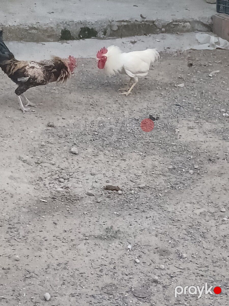 Xoruzlar — Quşlar, Bakı (2)