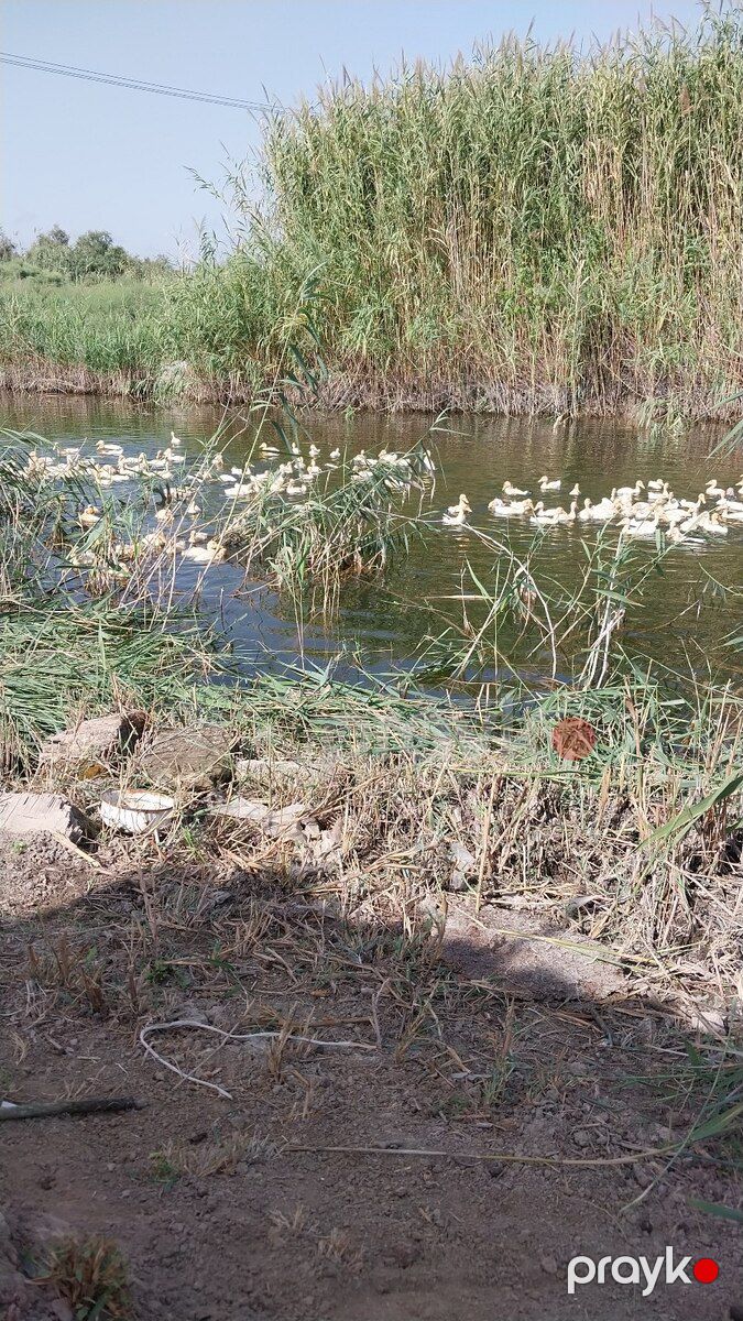 8 sot torpaq sahəsi, Salyan r — Torpaq, Salyan (7)