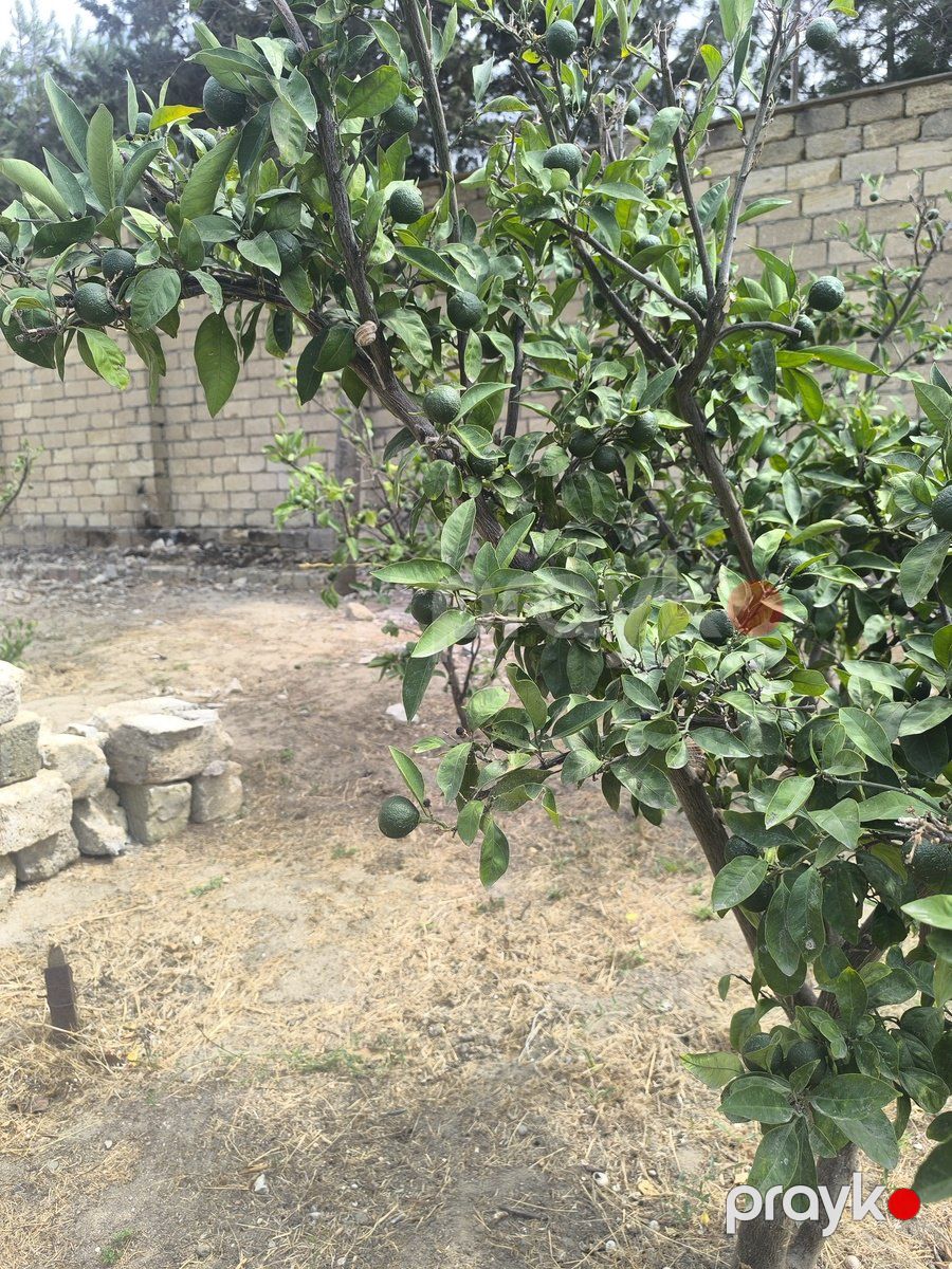 Satılır torpaq 7 sot — Torpaq, Bakı (5)