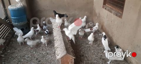 Saqlam quslardir son qiymeti 3,50 yedir — Bakı