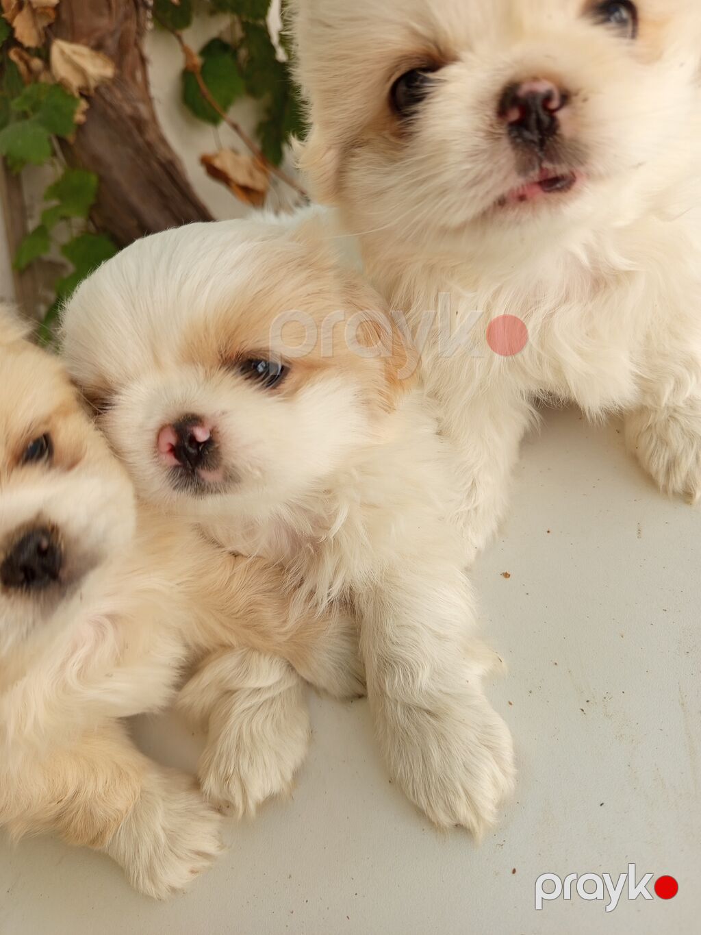 45 günlük Pekines balaları gısa burun təmiz cins iki erkek bir — Köpəklər, Bakı (3)