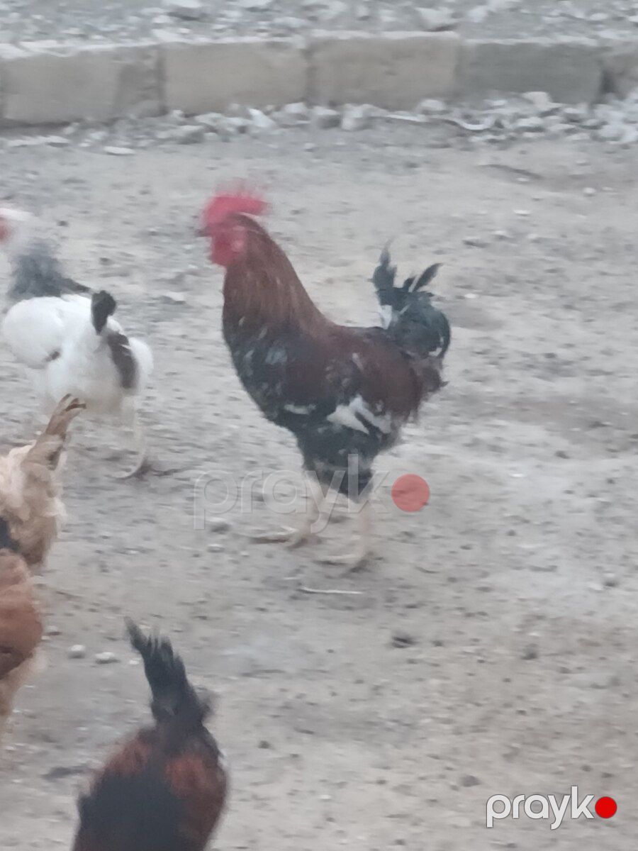 Xoruzlar — Quşlar, Bakı (10)