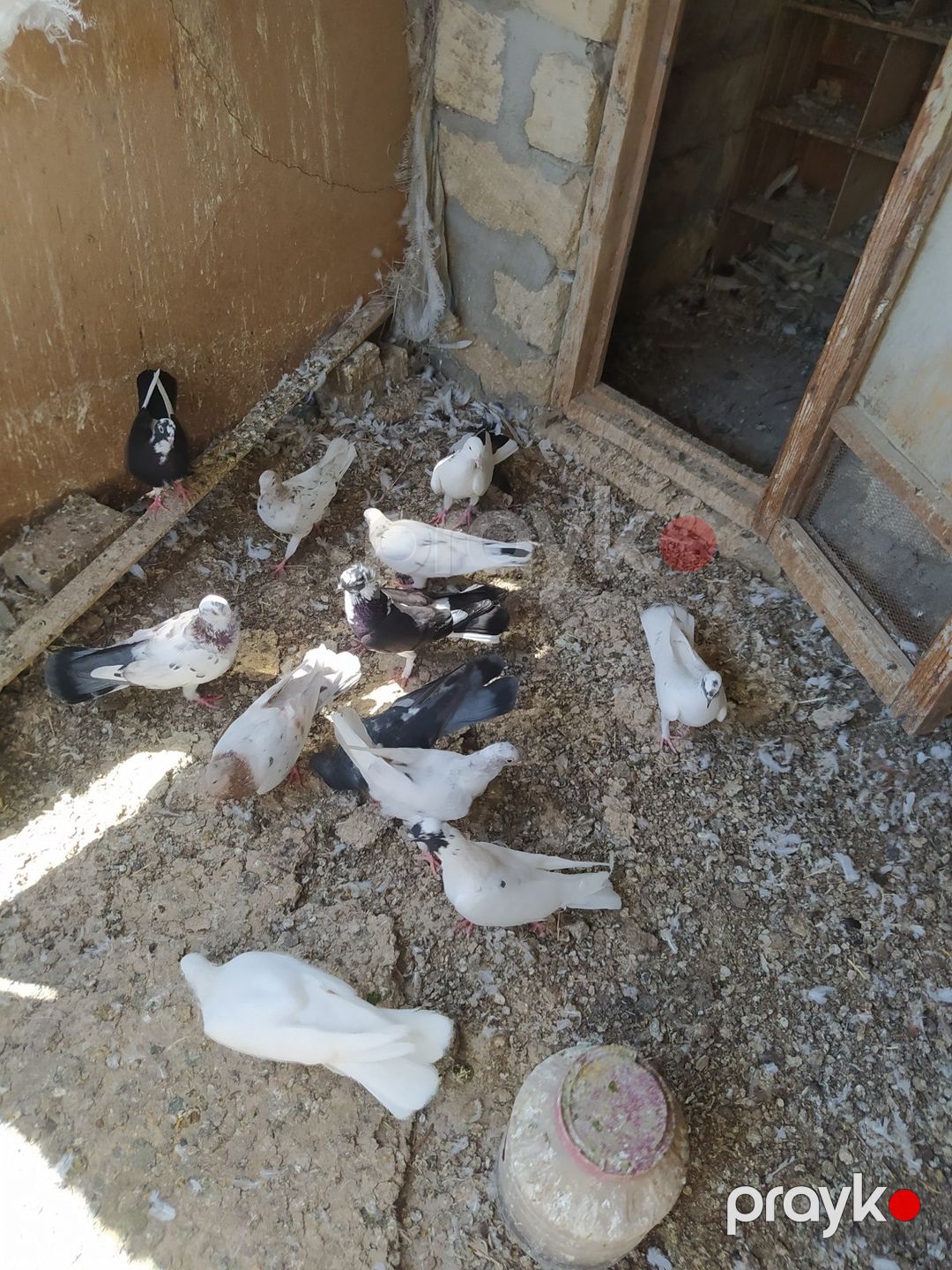 Göyərçinlər — Quşlar, Bakı (4)