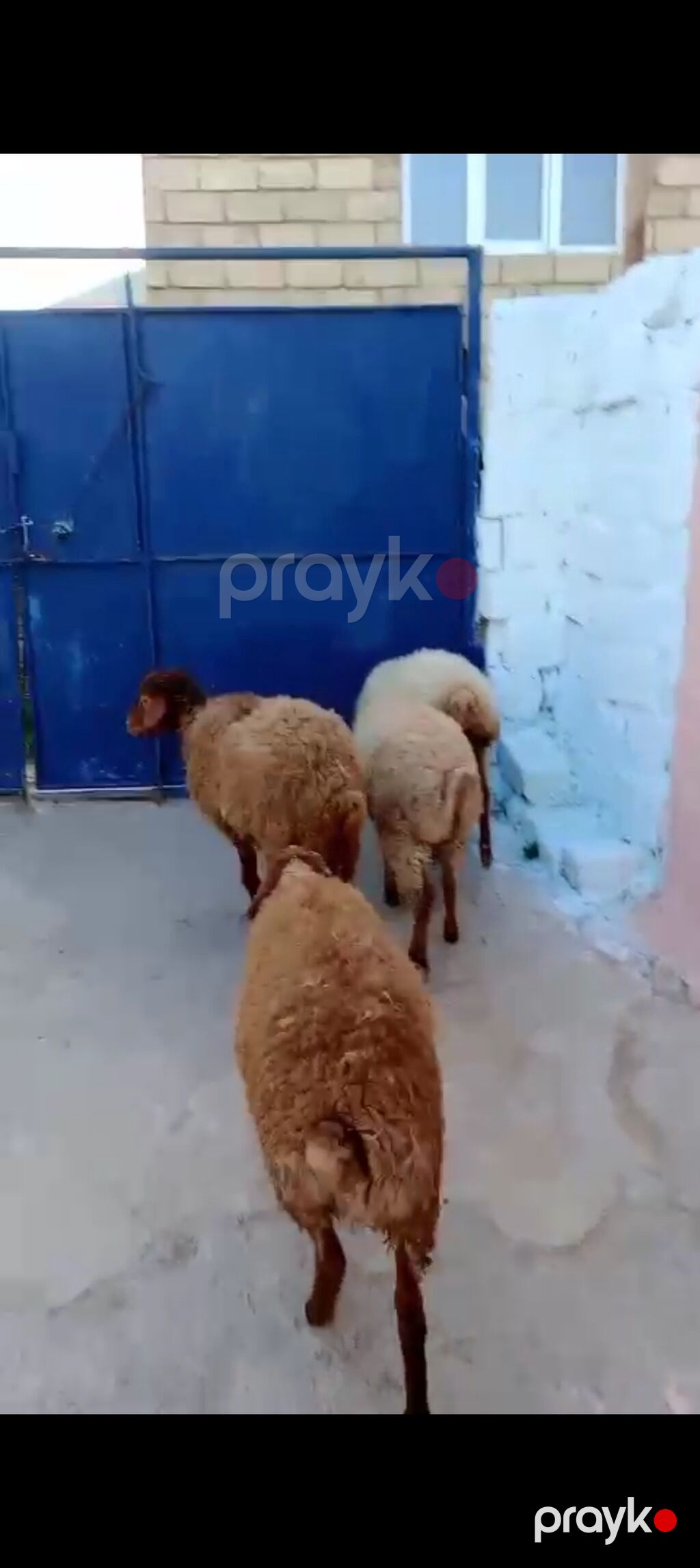 Üst üstə 255 den 3 Erkey 1 dişi — Kənd təsərrüfatı heyvanları, Xırdalan (3)
