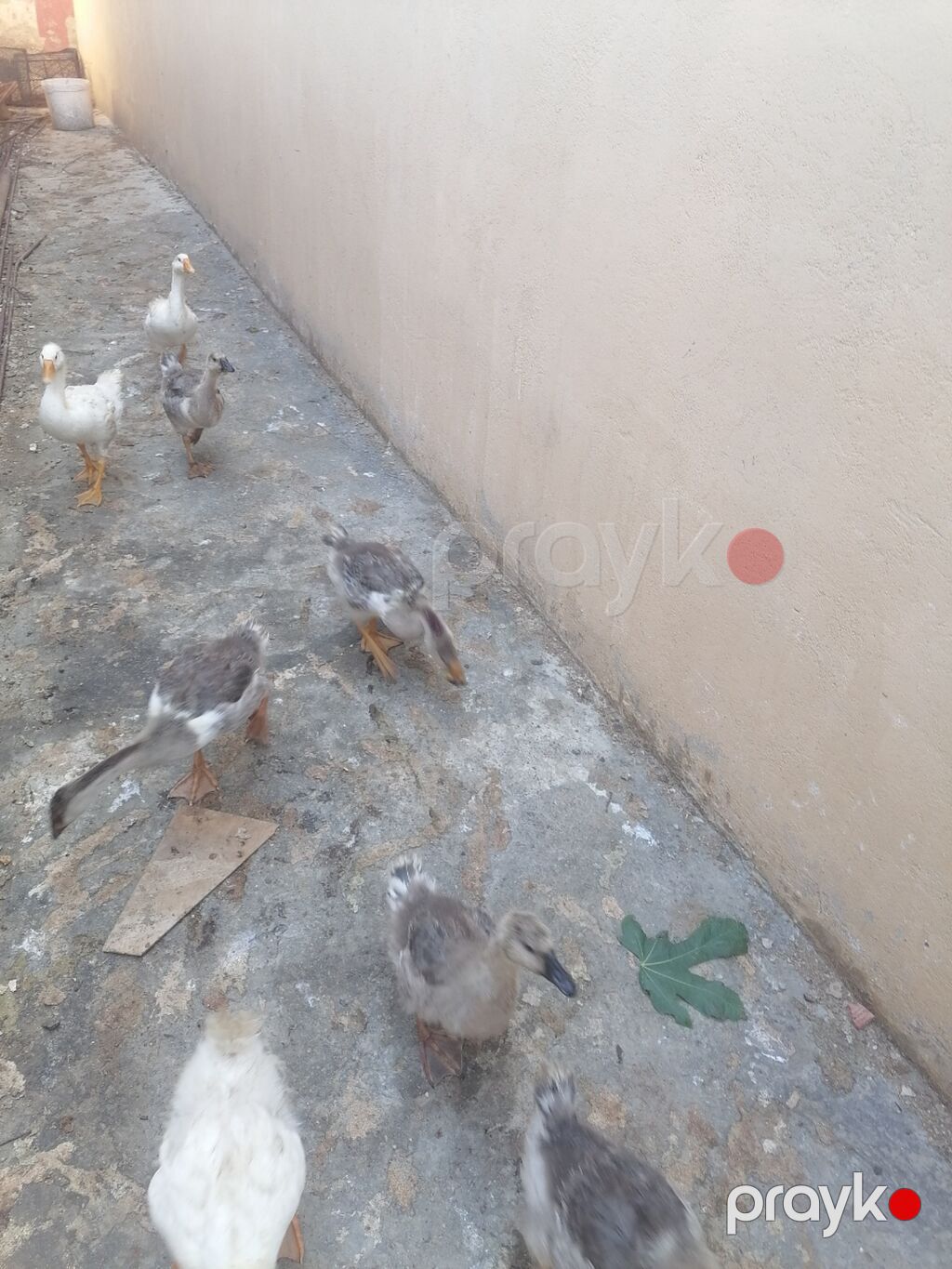 Qaz balaları tam sağlamdılar qiymət 25 manat 4 aylıxdı çəkiləri 1KQ — Digərləri, Novxanı (4)