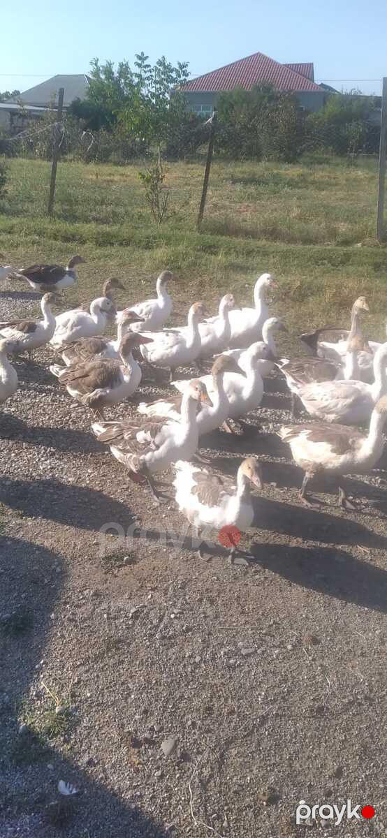 Qazlar — Quşlar, Şabran (3)