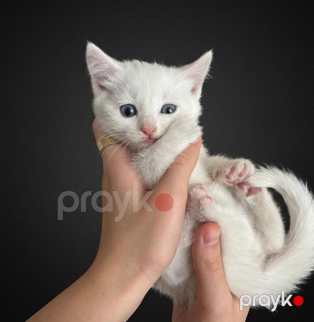 Yaxşı əllərə — Pişiklər, Gəncə (5)