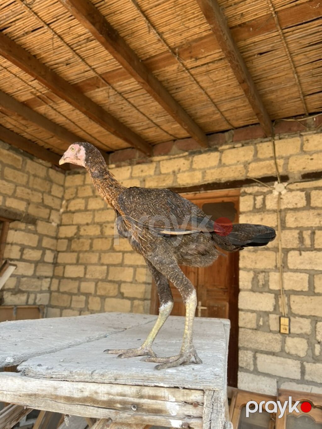 Toyuq, Damazlıq — Toyuq və xoruz, Gəncə (2)
