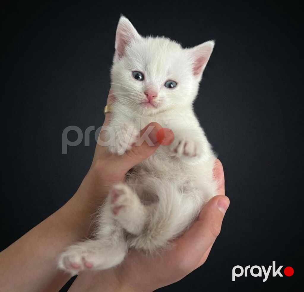 Yaxşı əllərə — Pişiklər, Gəncə (2)