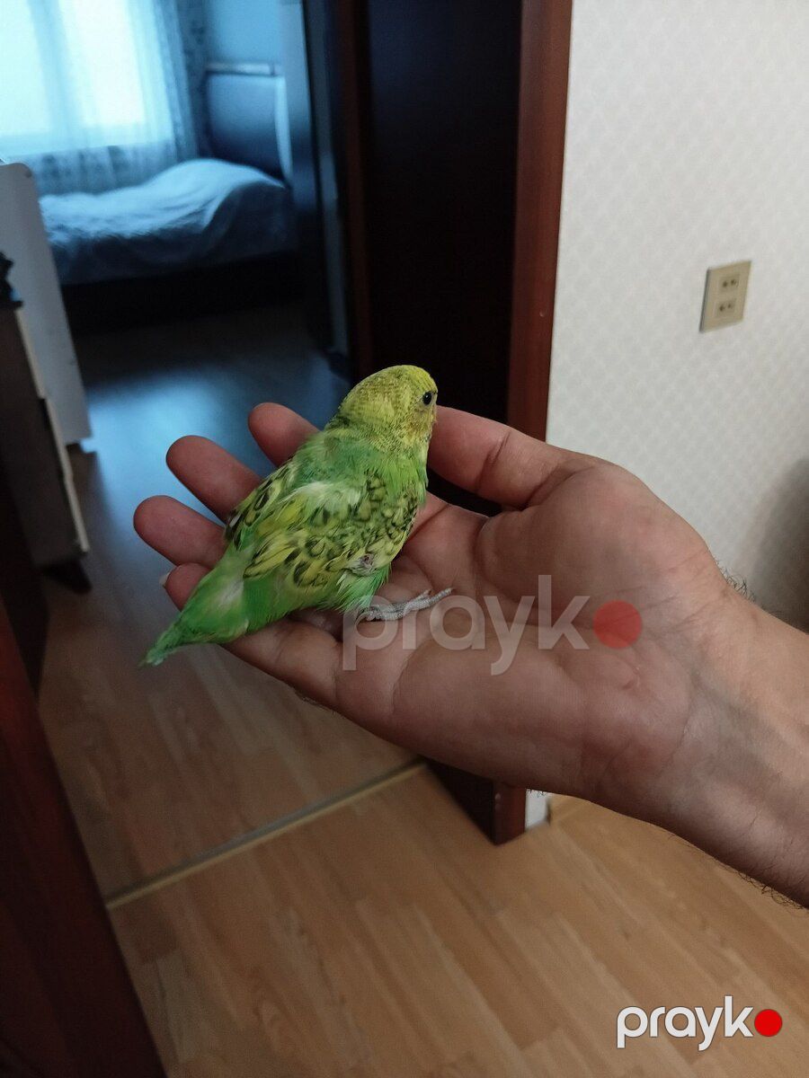 Tutuquşu — Quşlar, Sumqayıt (2)