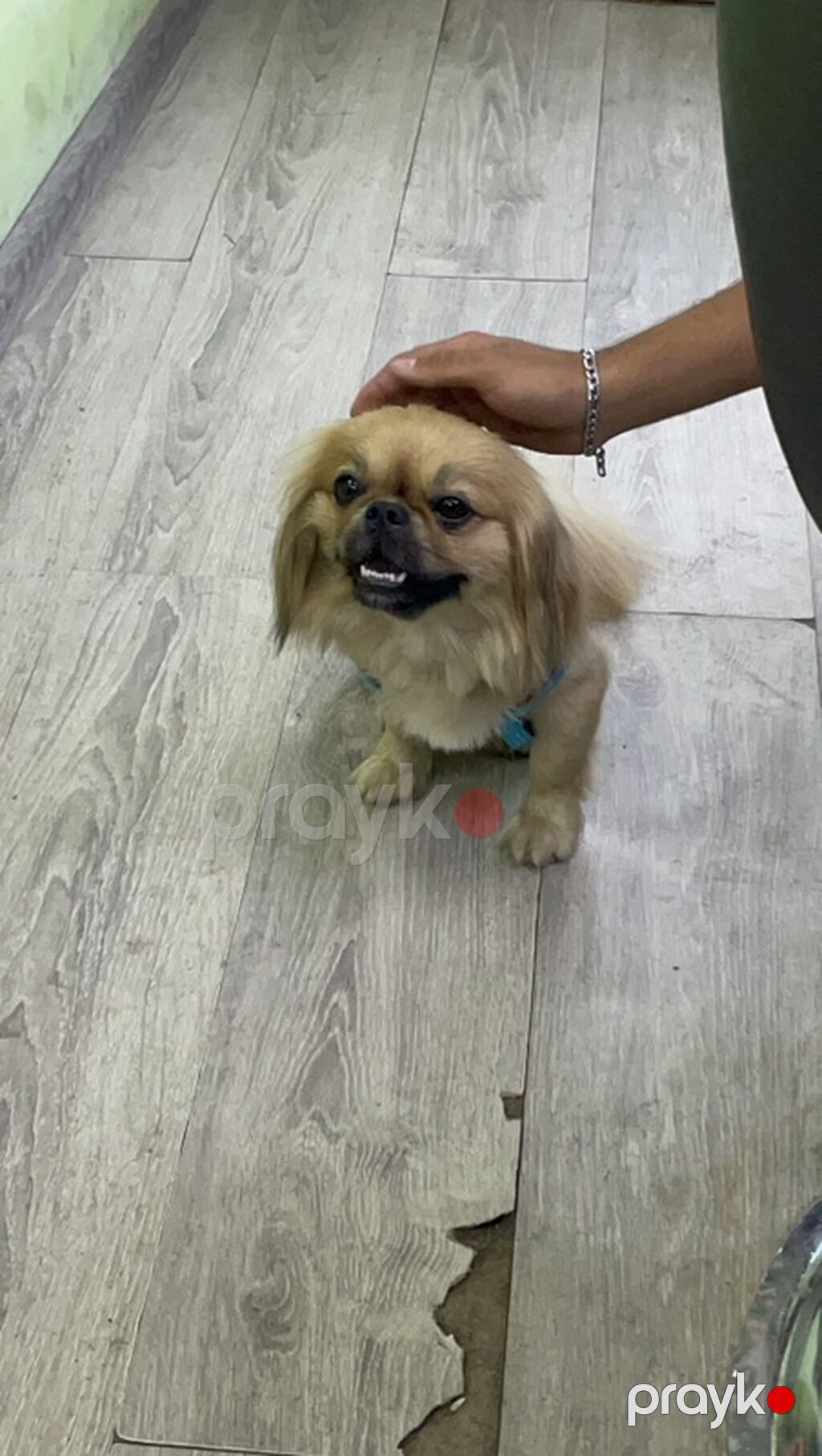 Pekines — Köpəklər, Bakı