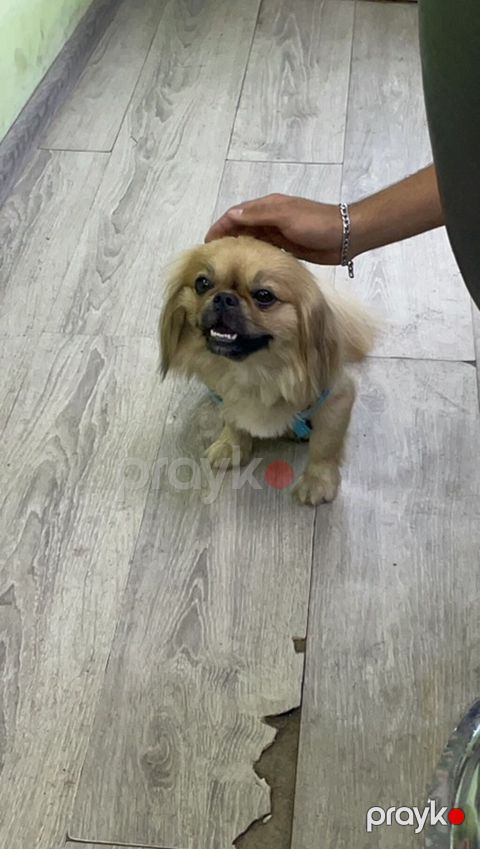 Pekines — Bakı