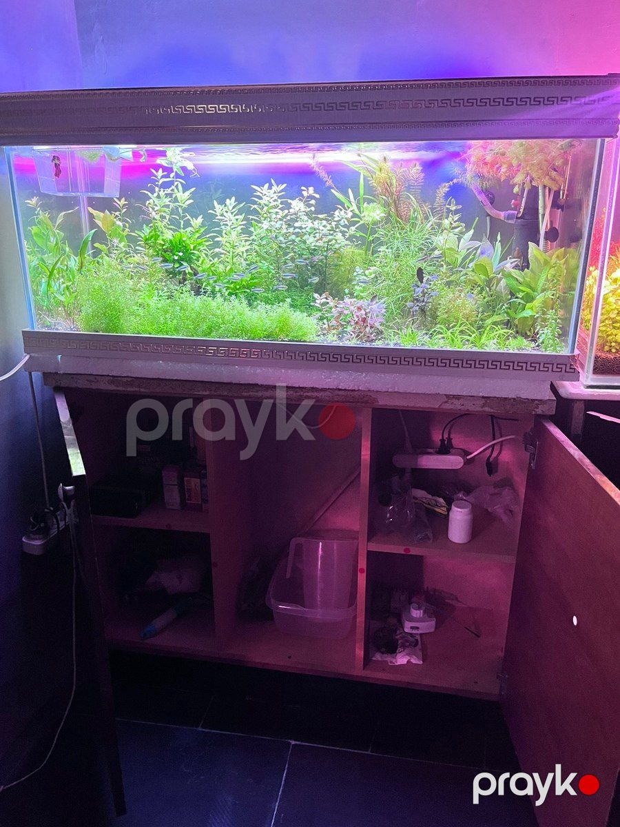 Akvarium və dolab — Akvariumlar və balıqlar, Bakı (4)