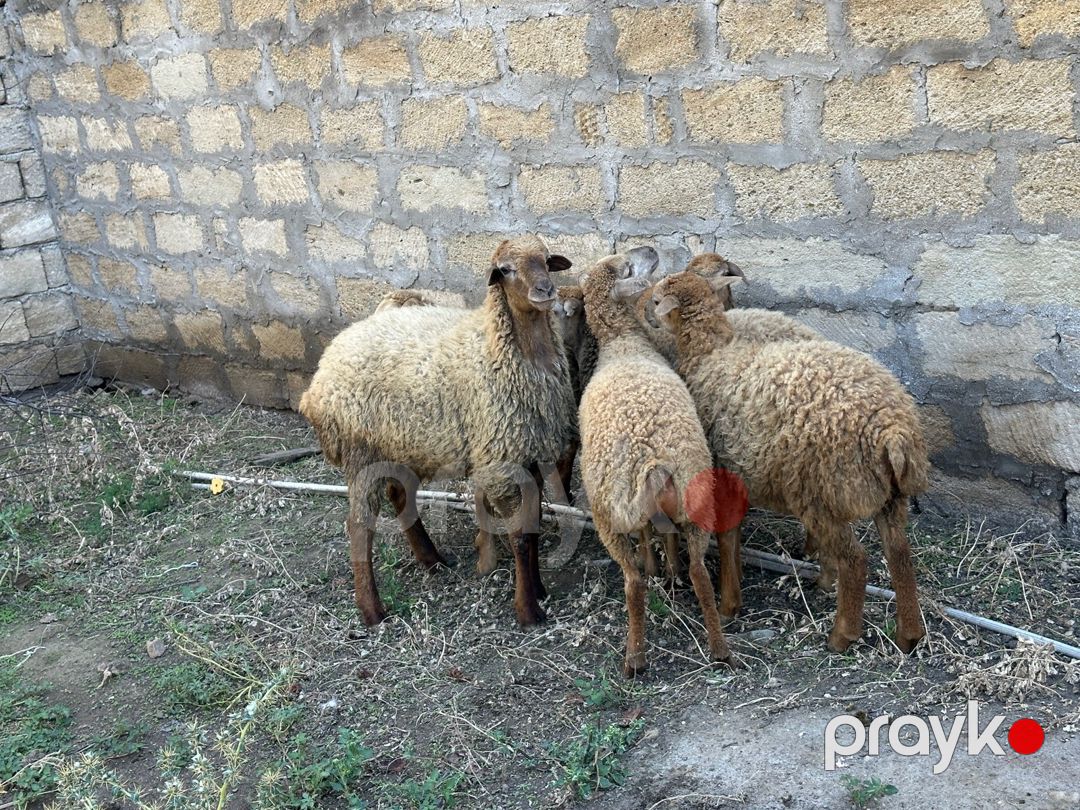 Qarabağ qoyunları — Kənd təsərrüfatı heyvanları, Bakı (2)