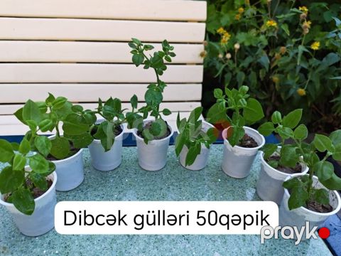 Dibçək gülləri – 50 qəpik - Kiçik ölçülü plastik dibçəklərdə sağlam — Bakı