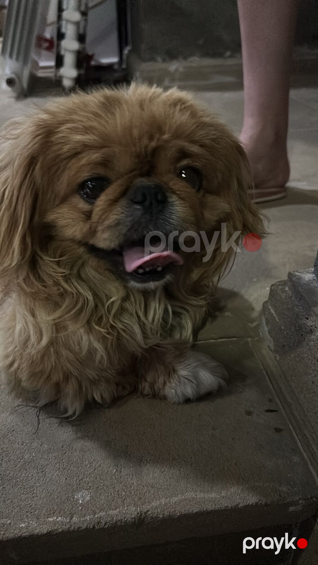Pekines — Köpəklər, Bakı (2)