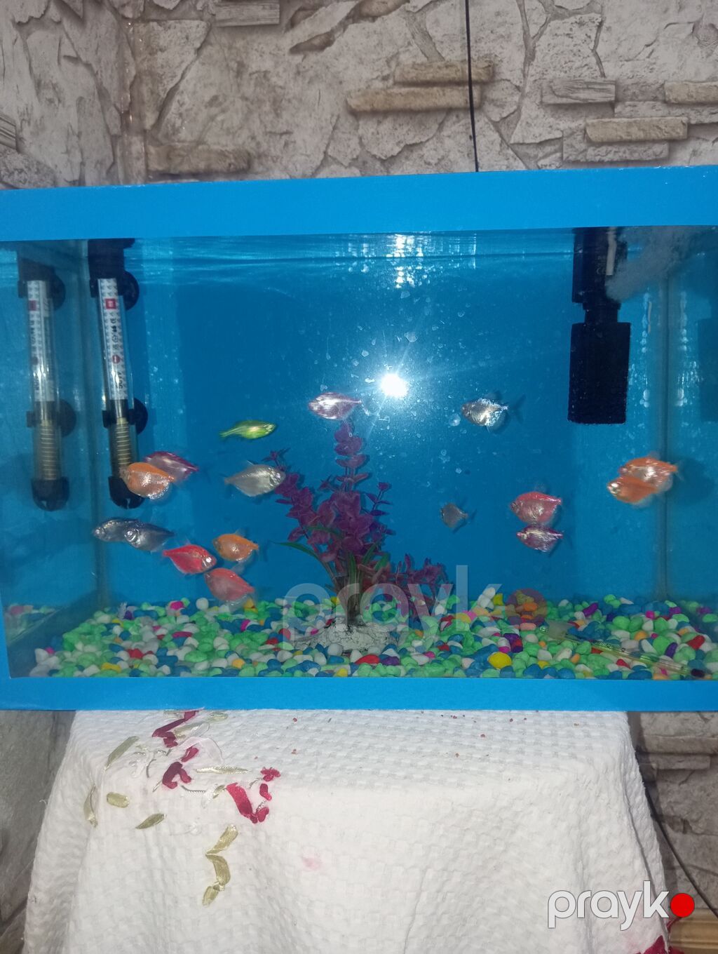 *Akvaryum Satılır - Mərdəkan* Ölçü: Eni 46 sm / Uzunluğu 30 sm — Akvariumlar və balıqlar, Bakı (6)