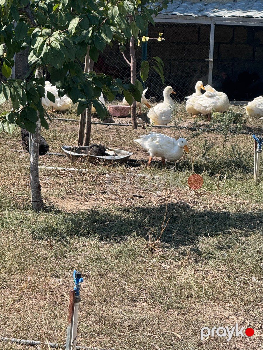 Ördəklər — Quşlar, Bakı (11)