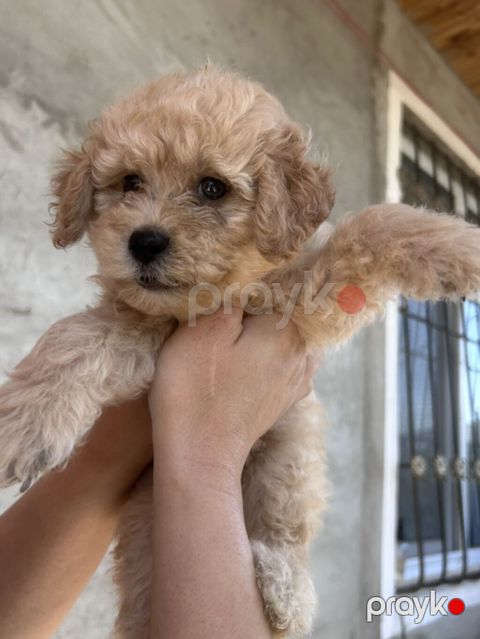 Pudel, 1 ay, Erkək, Peyvəndli — Digah