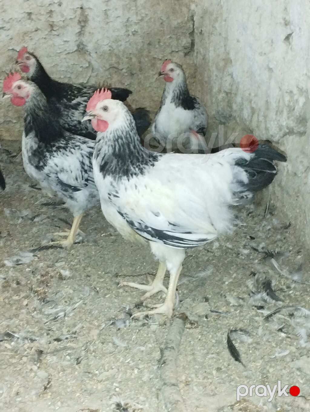 Temiz serebirst F6 75 günlük satışda kim istəyir əlaqə nömrəsi — Toyuq və xoruz, Digah