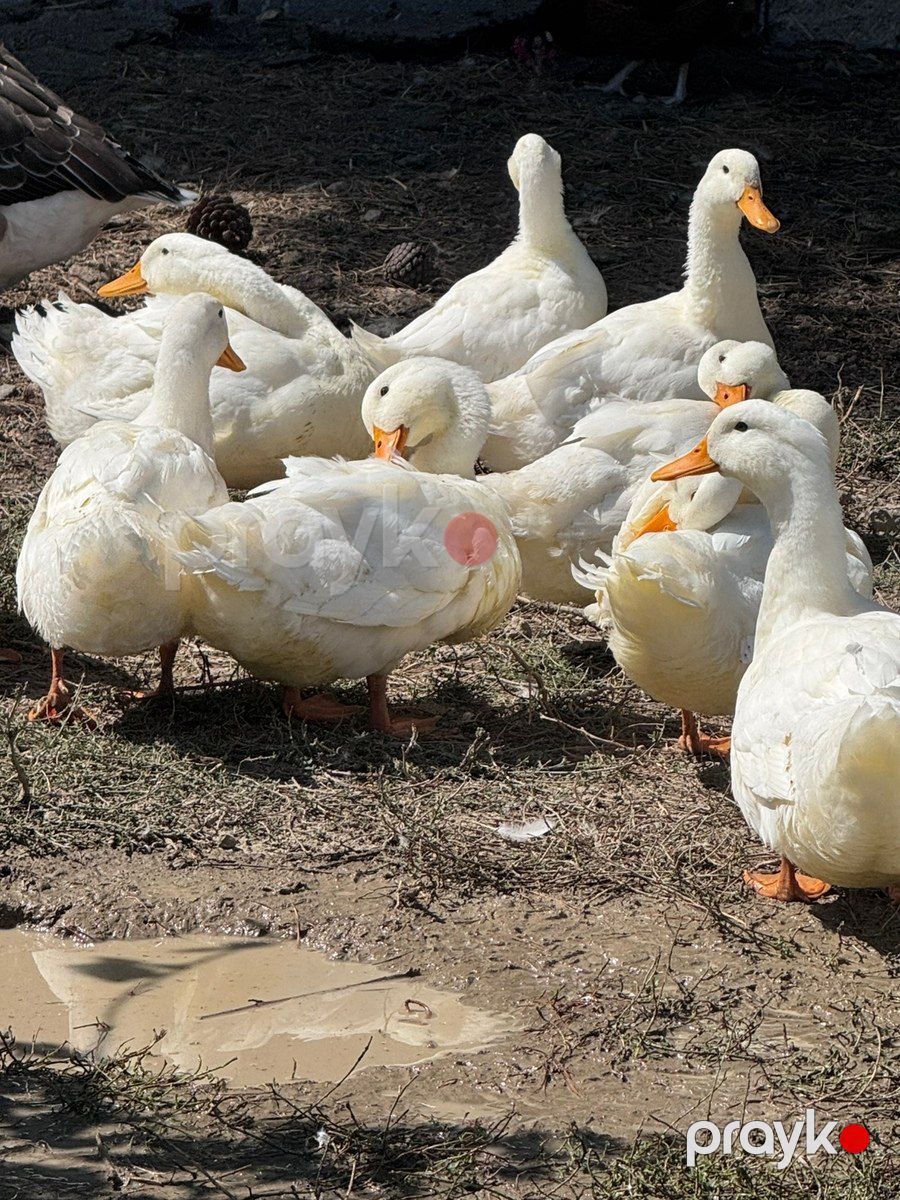 Ördəklər — Quşlar, Bakı (6)