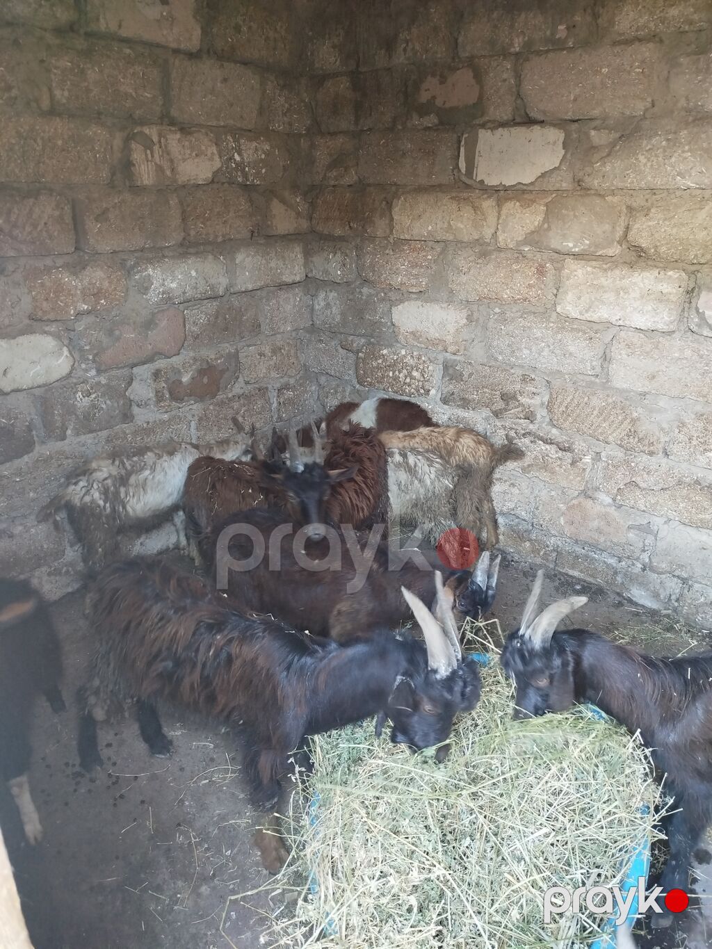 11 ədəd çəpişdi 3 ayliq çepislərdi sağlam heyvanlardi ot arpa yeyir — Kənd təsərrüfatı heyvanları, Bakı (3)