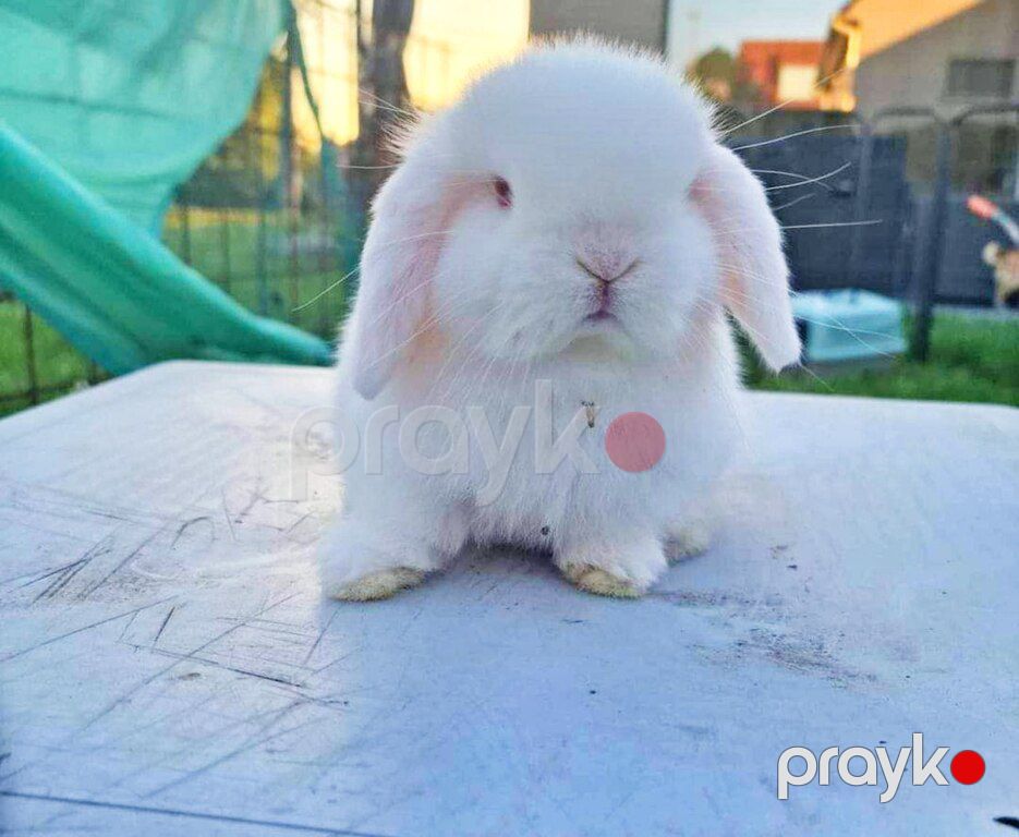 Mini lop dovşan — Dovşanlar, Xırdalan (3)