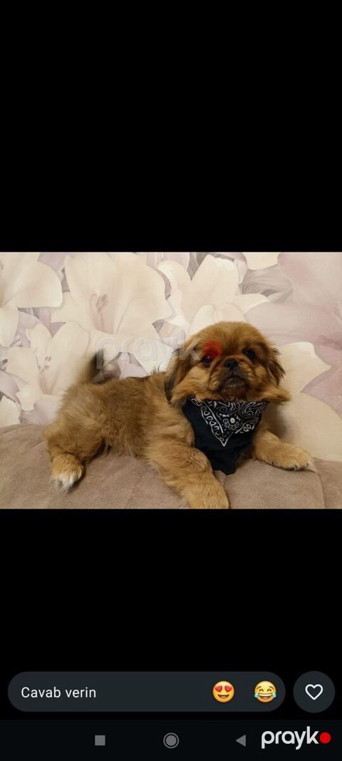 Karlik pekines — Xırdalan