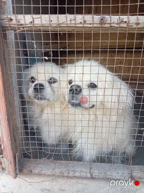 Pekines — Qobu